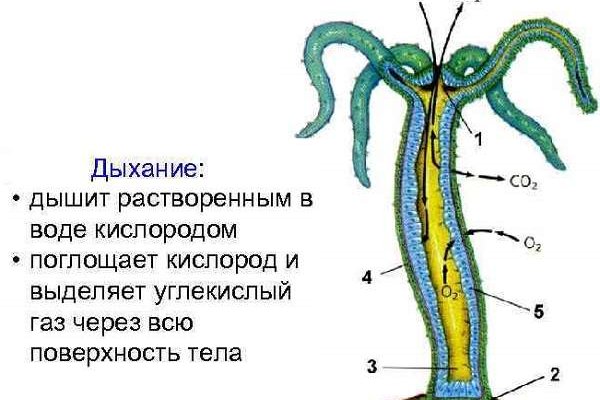 Кракен зеркало onion