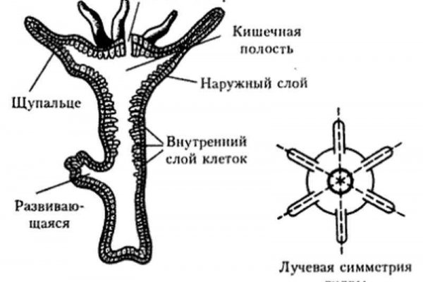 Кракен войти на сайт